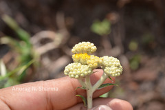 Gnaphalium luteoalbum